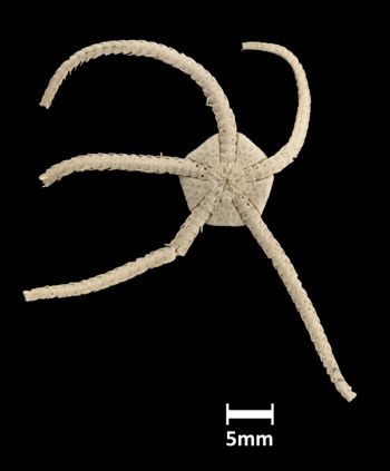 Media type: image;   Invertebrate Zoology OPH-320 Aspect: ventral